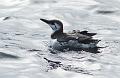 Lomvi - Common guillemot (Uria aalge)